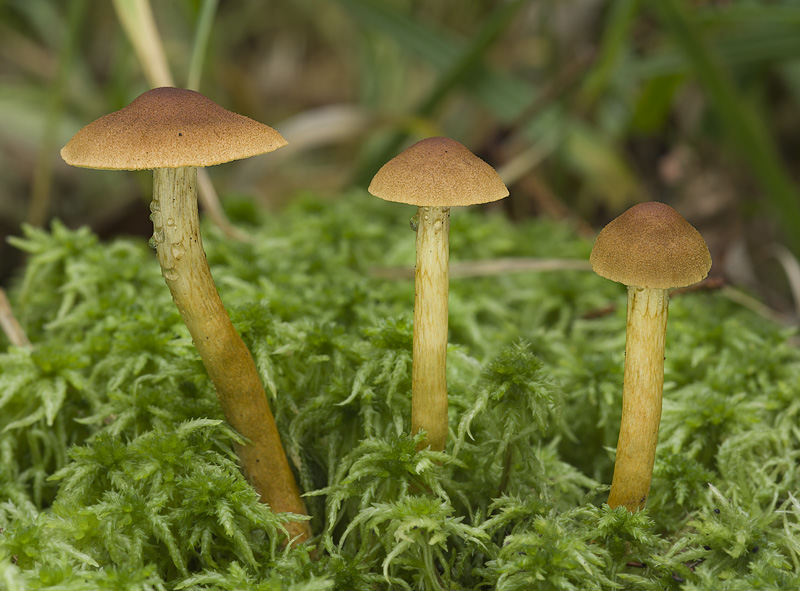 Cortinarius bataillei